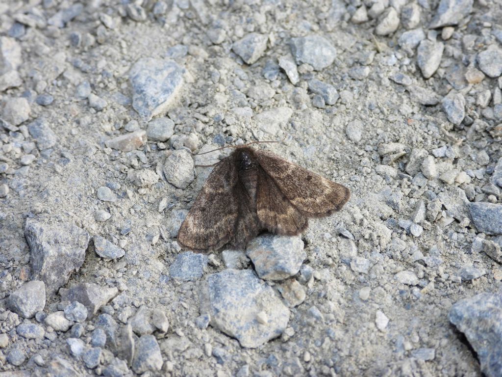 ID falena montana: Sciadia sp. - Geometridae